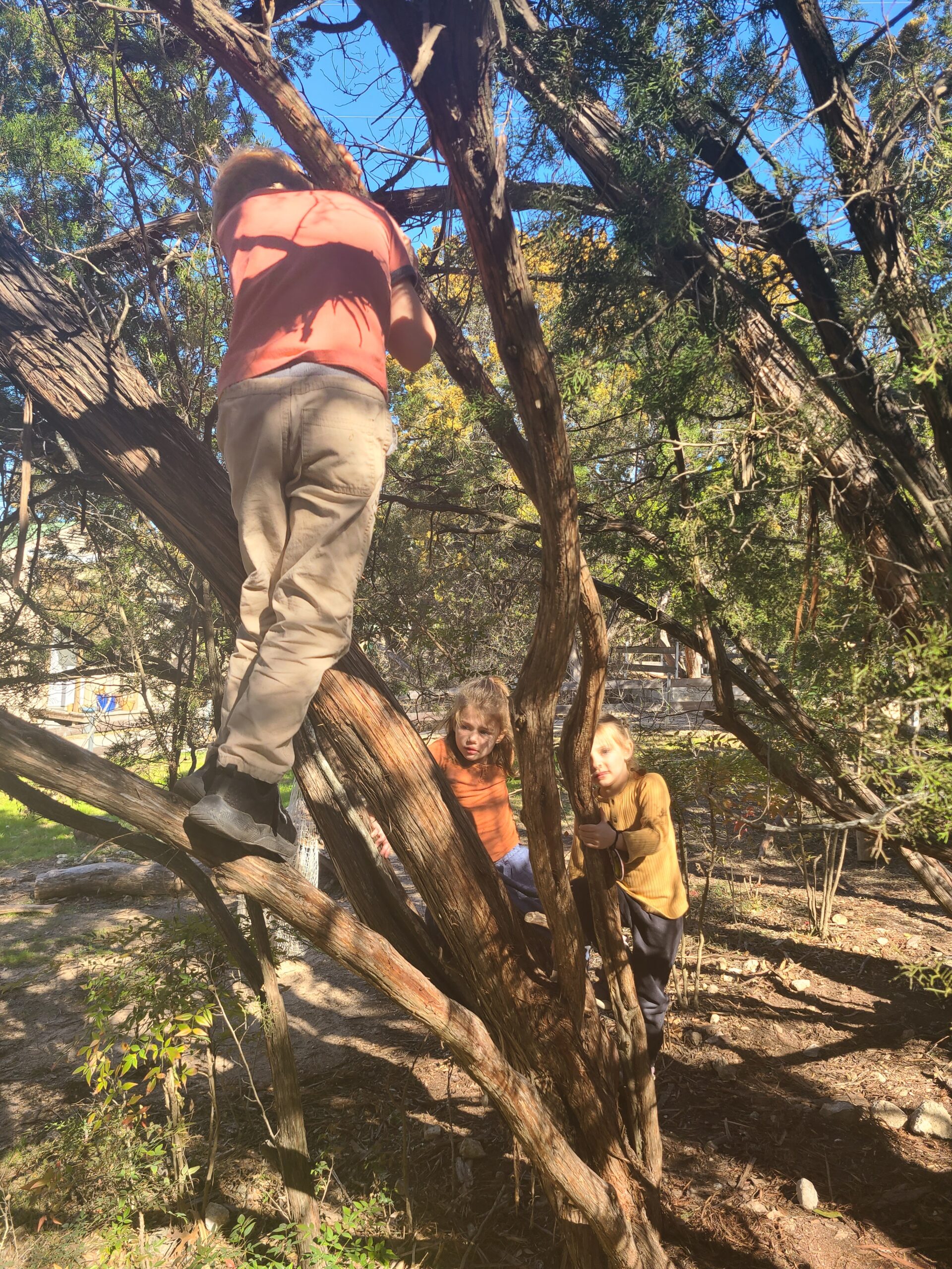 EC tree climb